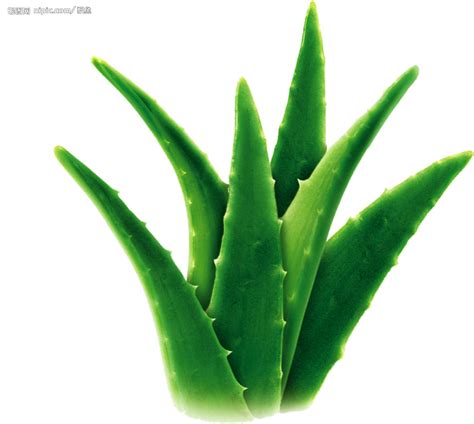 Aloe vera gel helps to treat existing pimples and breakouts, but won't prevent breakouts. Aloe Vera: Nature's Precious Gift To Life! | SHL