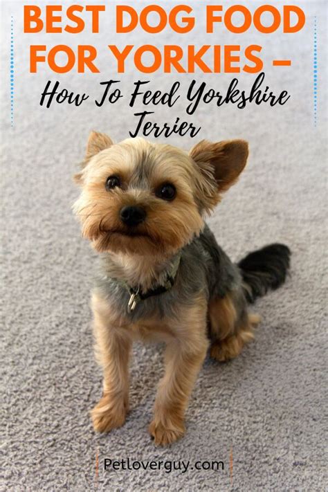 Best food for small dogs uk. Best Dog Food For Yorkies - How To Feed Yorkshire Terrier ...