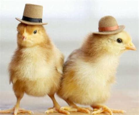 Pin By Shannon Hadrup On Chicks Baby Chicks Baby Chickens Cute