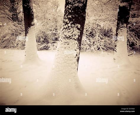 Snow Drifting Against Trees Stock Photo Alamy