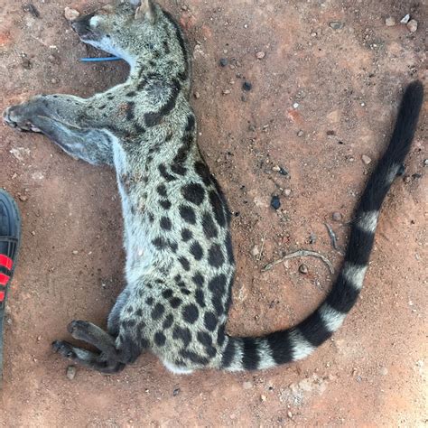 See The Bush Cat My Father Caught At The Farm Pictures Food Nigeria