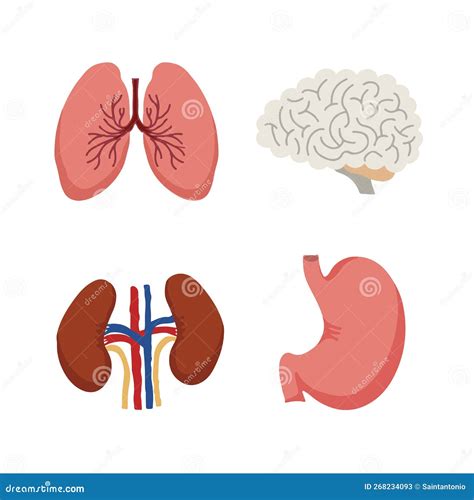 Human Internal Organs, Cartoon Anatomy Body Parts Brain And Lungs