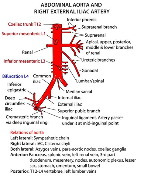 Instant Anatomy Abdomen Vessels Arteries Abdominal Aorta Branches