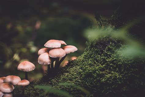 How To Identify Psilocybin Mushrooms Quality Spores