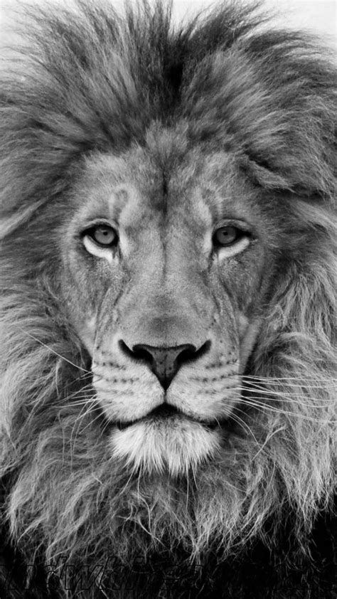 Black And White Lion Wallpapers Top Free Black And White Lion