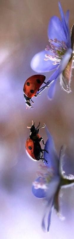 Pretty In Purple Ladybugs For My Mom Ladybug Animals Beautiful