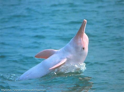 Chinese White Dolphins Golfinhos Animais Extintos No