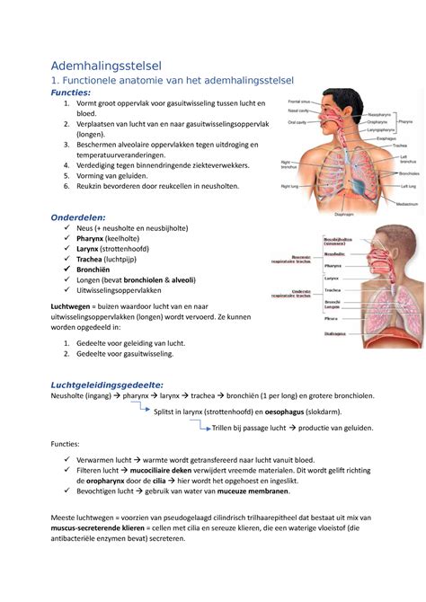 Ademhalingsstelsel Functionele Anatomie Van Het Ademhalingsstelsel
