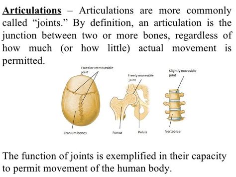 Define Articulate Anatomy