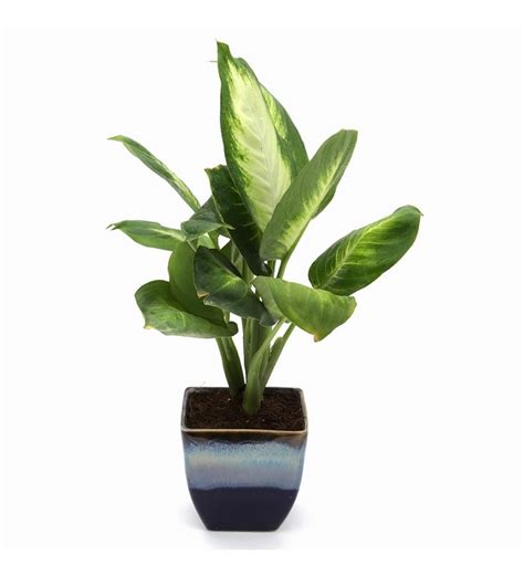 Buy Exotic Green Dieffenbachia Small Indoor Plant In Ocean