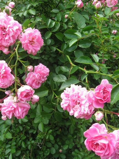 Wild Rose Bush Transplant 15 Pinterest