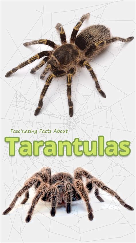 Facts About Tarantulas Spiders Галерија слика