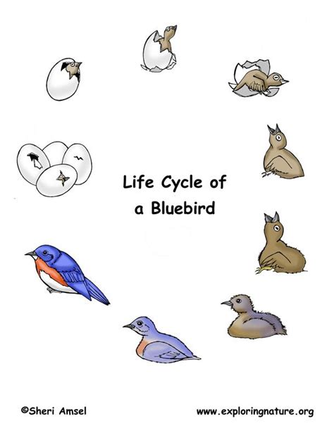 Life Cycle Of A Bluebird Printables Montessori Science Kindergarten