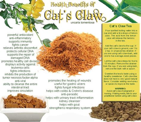 Health Benefits Of Cats Claw Natural Way Pinterest Health