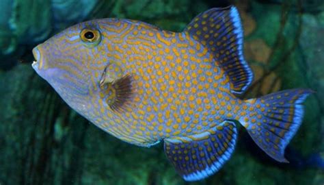 Triggerfish Ikan Hias Air Laut Yang Biasa Menjadi Peliharaan Para Hobiis