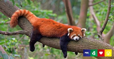 Humans Are Driving Red Pandas To Extinction Says New Study