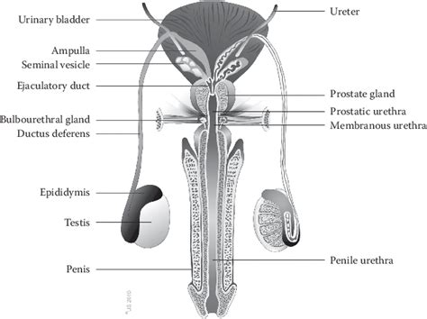 Male Reproductive System Front View Diagram