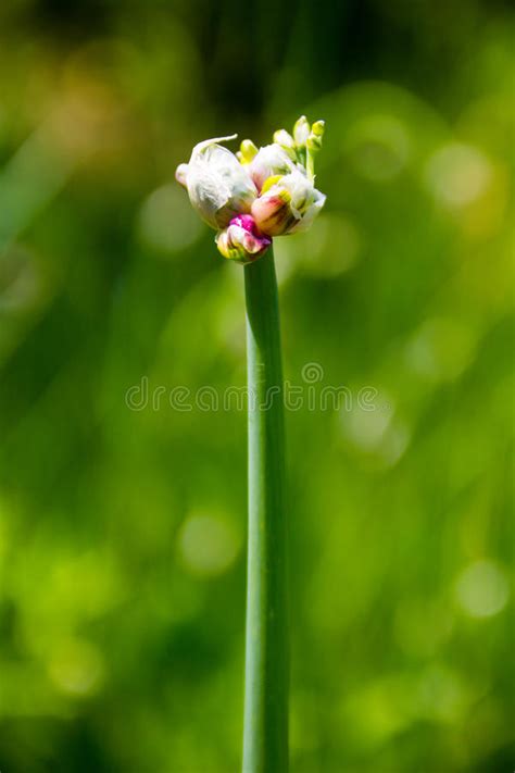 We did not find results for: Cipolle Di Albero, Cipolle Topsetting, Cipolle Di ...