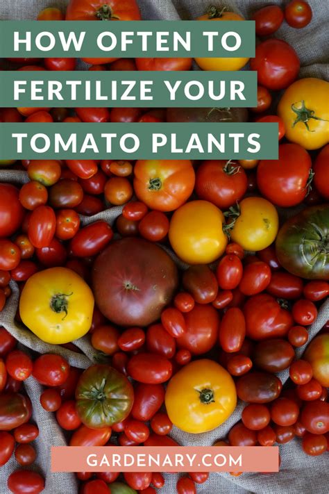 How Often To Fertilize Your Tomato Plants Gardenary