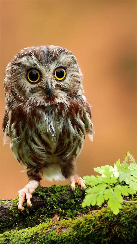 Cute Owl Pet Birds Animals Owl