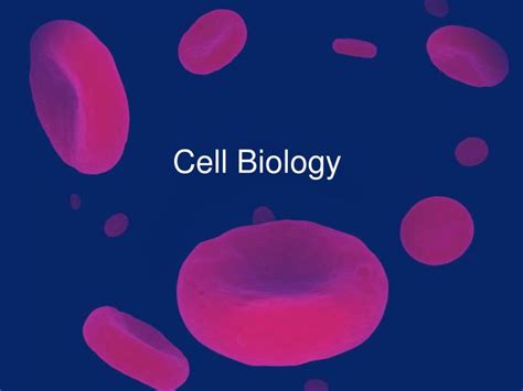 Ppt Cell Biology Powerpoint Presentation Free Download Id1068993