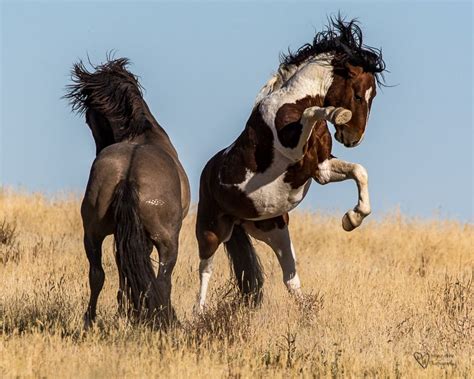Wild Horse Week Fighting Stallions Tales From The Backroad Wild