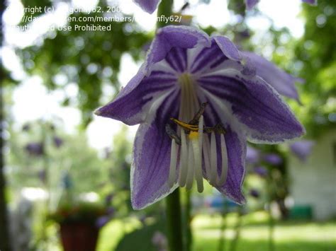 Purple flowers 'robles,' hardy in zones 6 to 10; Hostas: Looking for names of hosta w/ dark purple flowers ...