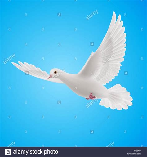 White Dove In Flight Movement Stock Vector Images Alamy