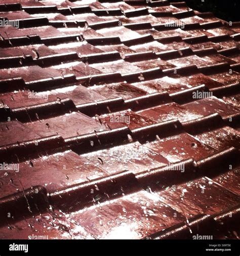 Norfolk Red Roof Tiles In The Rain Stock Photo Alamy