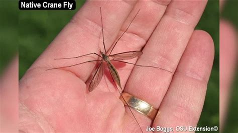 Those Arent Mosquitoes Theyre Crane Flies Youtube