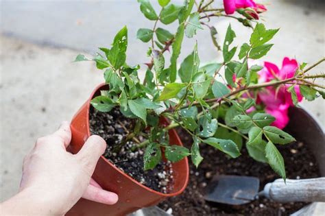 Maybe you would like to learn more about one of these? Learn How to Care for a Knockout Rose in a Container ...