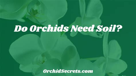 Do Orchids Need Soil Orchid Secrets