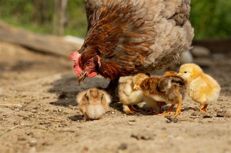 Premium Photo Closeup Of A Mother Chicken With Its Baby Chicks On The