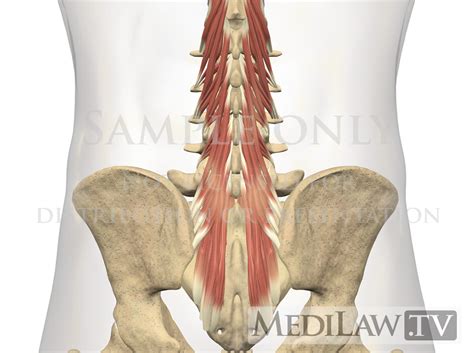 Muscles Of Back Lumbar Region