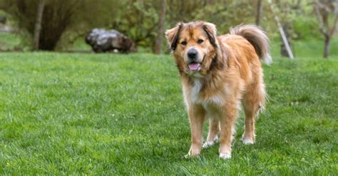 Golden Shepherd Dog Breed Complete Guide Az Animals