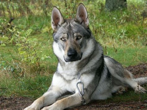 Should You Adopt A German Shepherd Wolf Mix Read Before Buying