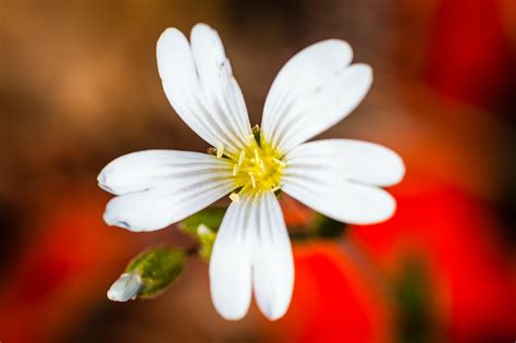 White Flower Juzaphoto