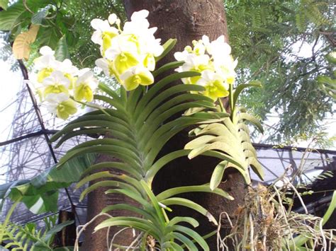 outstanding vanda sanderiana alba