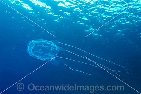 Irukandji Jellyfish Alatina Mordens Photo