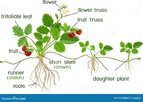 Morphology Of Garden Strawberry Plant Stock Vector Illustration Of