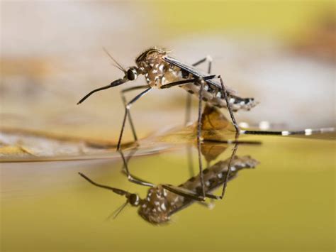 Mosquitoes Transmit Dangerous Diseases Top Health Tips For 247