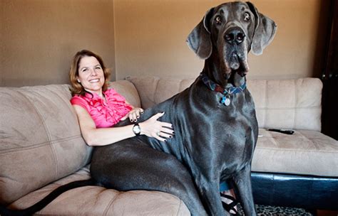 Submitted 2 years ago by deleted. Bark & Clark: World's Tallest Dog