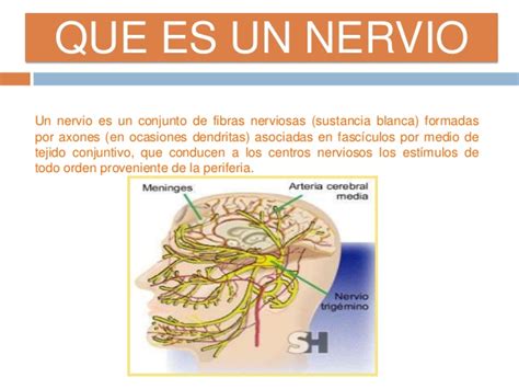 La FunciÓn De RelaciÓn El Sistema Nervioso Pictoeduca