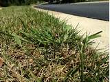 Photos of Best Crabgrass Pre Emergent To Use