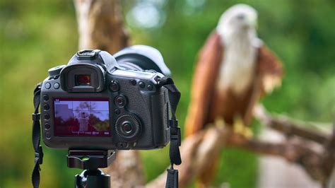 Best Wildlife Photography Camera Techradar