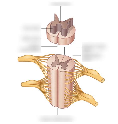 Spinal Cord Diagram Quizlet