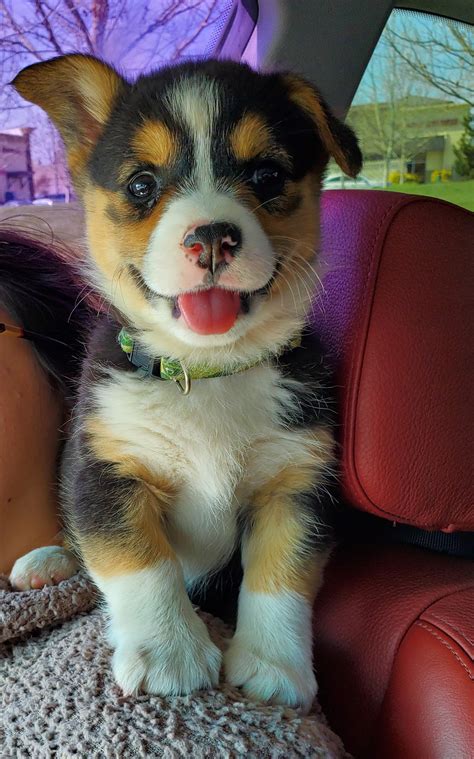 Hello reddit, meet my new puppy :) : pics