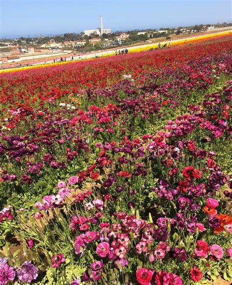 Culver City P.O.: Carlsbad Flower Fields
