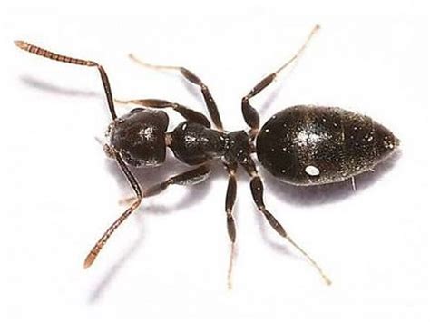 White Footed Ant Pirsa