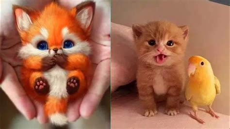 2021animals Soo Cute Cute Baby Animals Videos Compilation Cutest